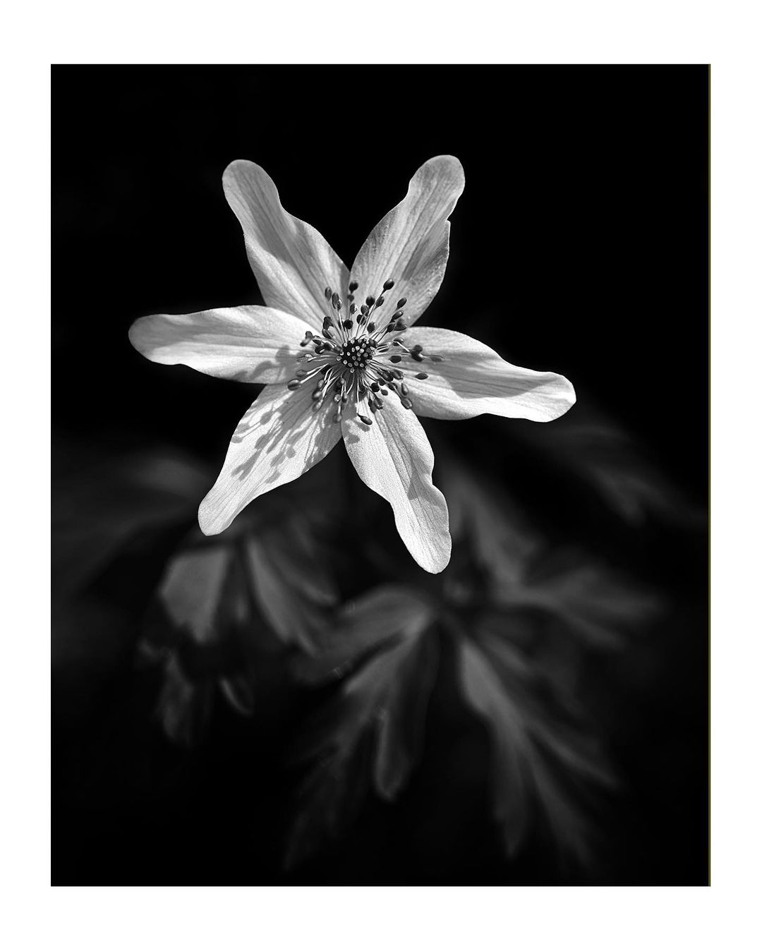 Flower study - Jo Phillips