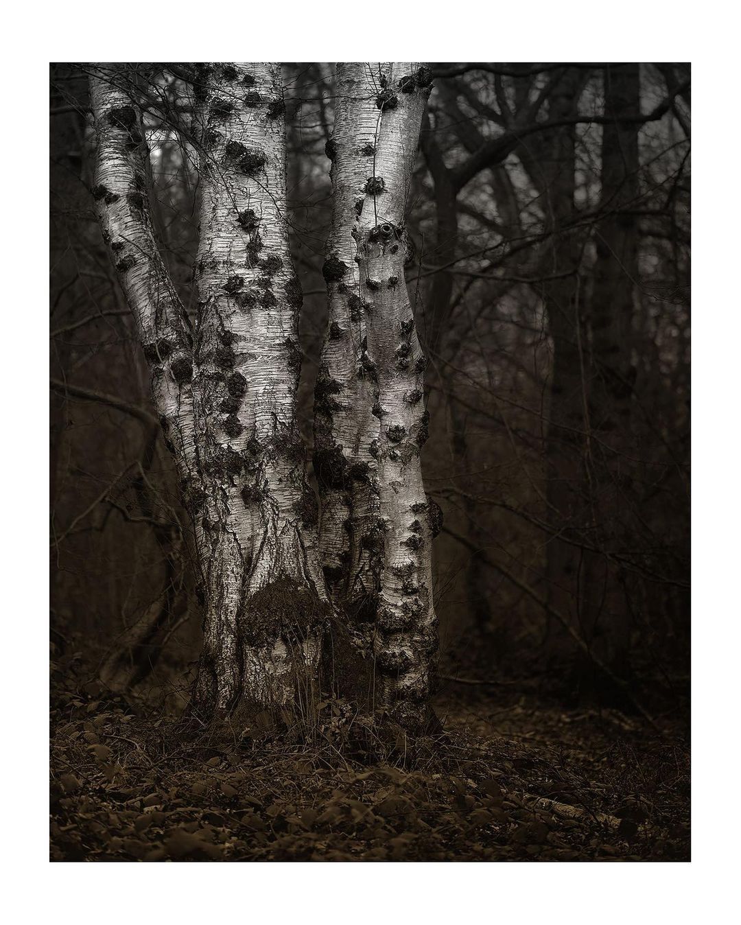 I love trees - Jo Phillips
