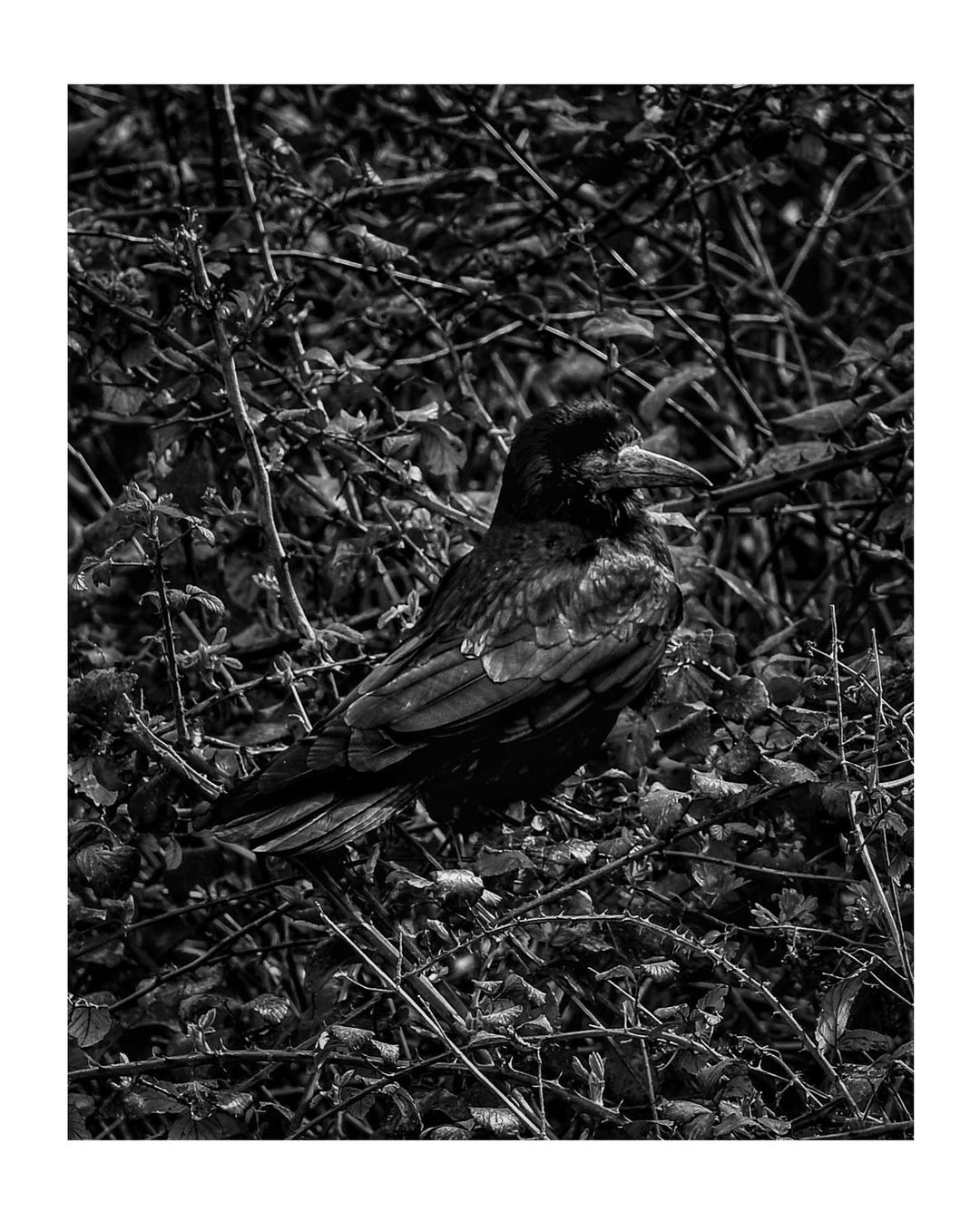 AprilProject-6