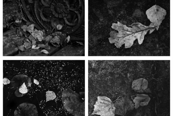 Autumn Leaves (c) Jo Phillips