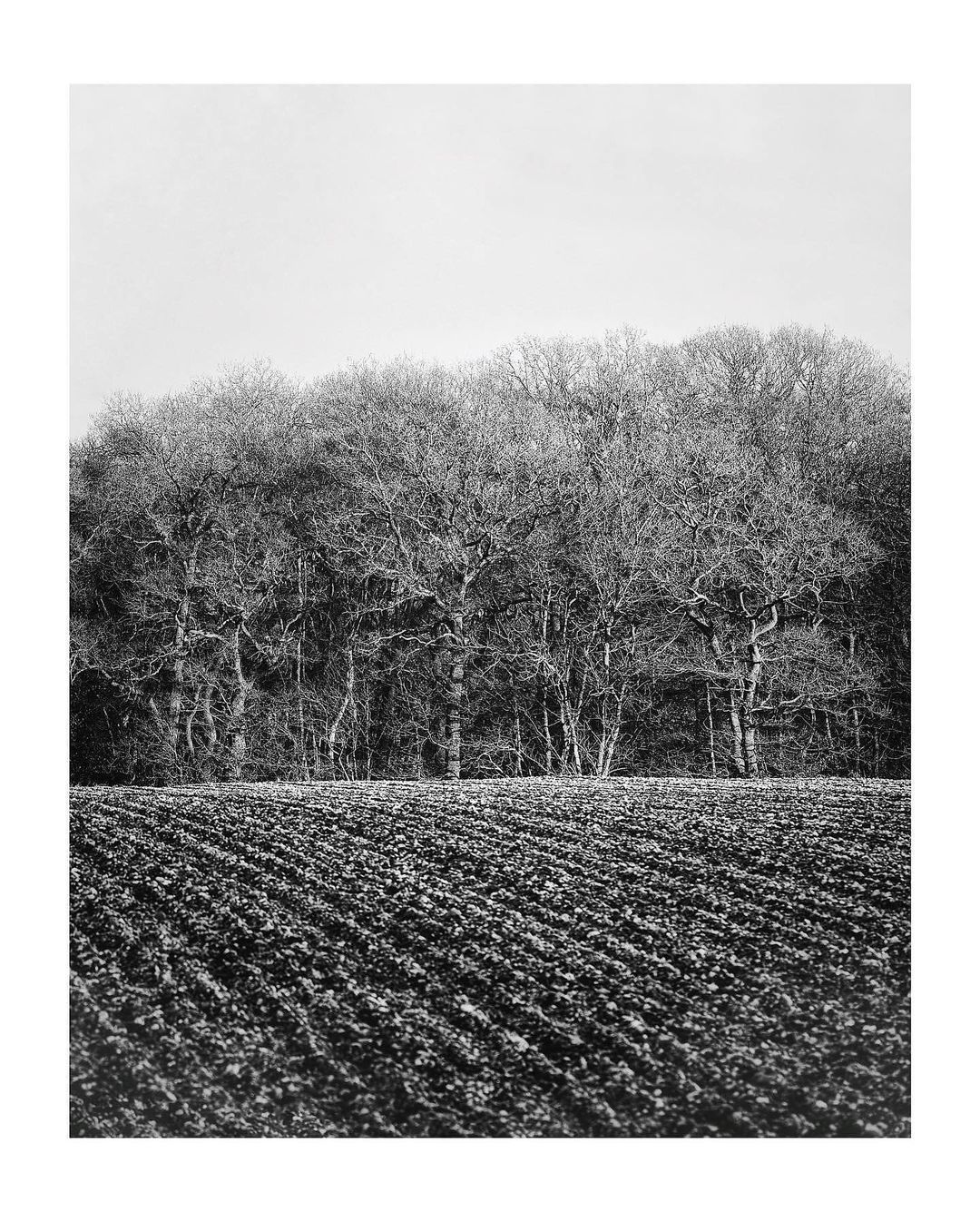 SHUT HEATH WOOD - (c) Jo Phillips