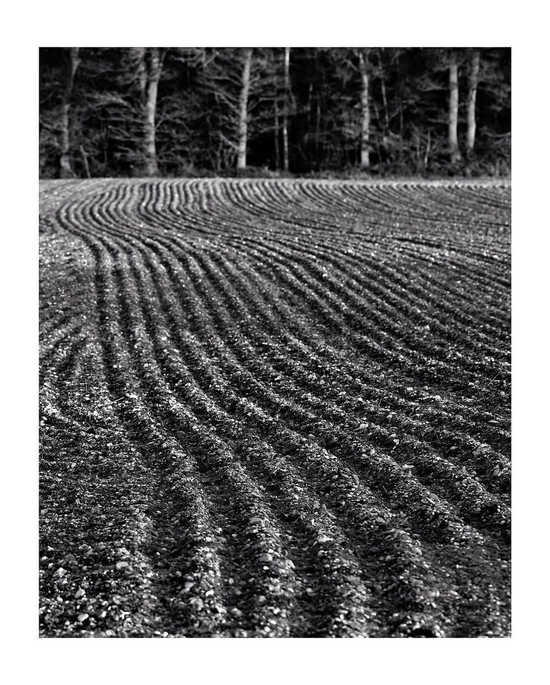 SHUT HEATH WOOD - (c) Jo Phillips