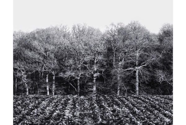 SHUT HEATH WOOD - (c) Jo Phillips