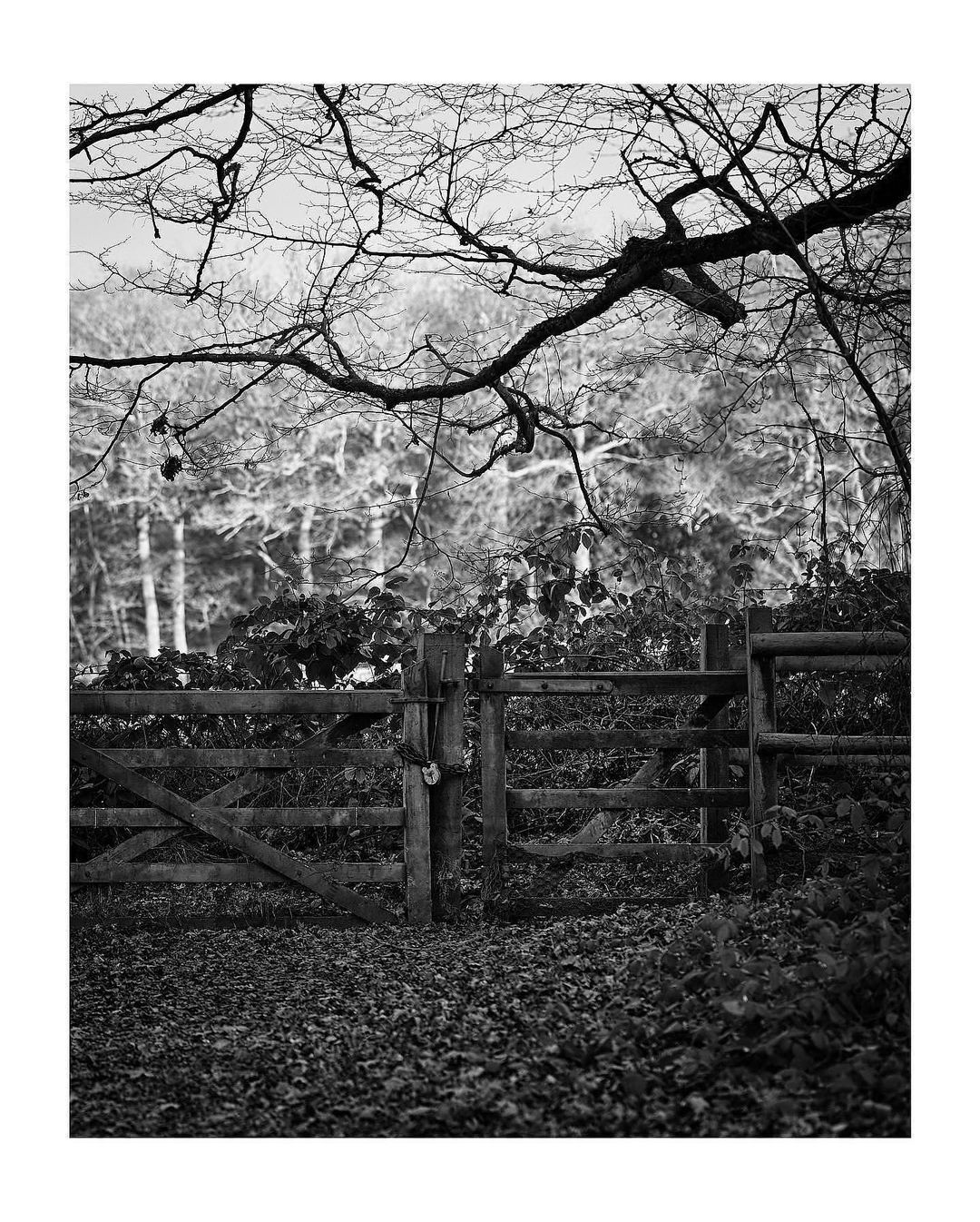 SHUT HEATH WOOD - (c) Jo Phillips