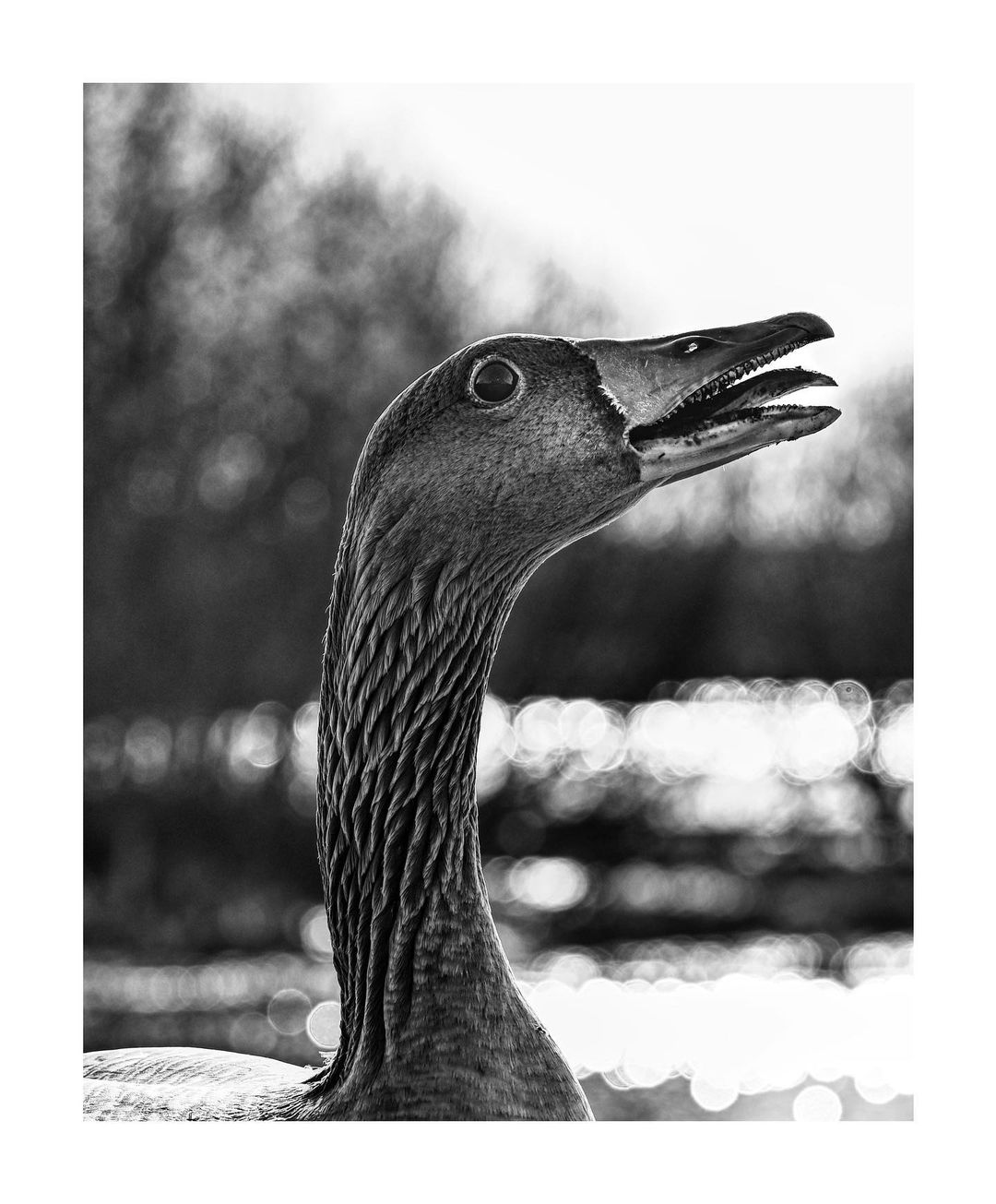 goose2