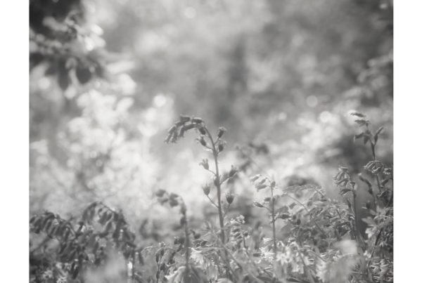 Arlesford Creek - Jo Phillips