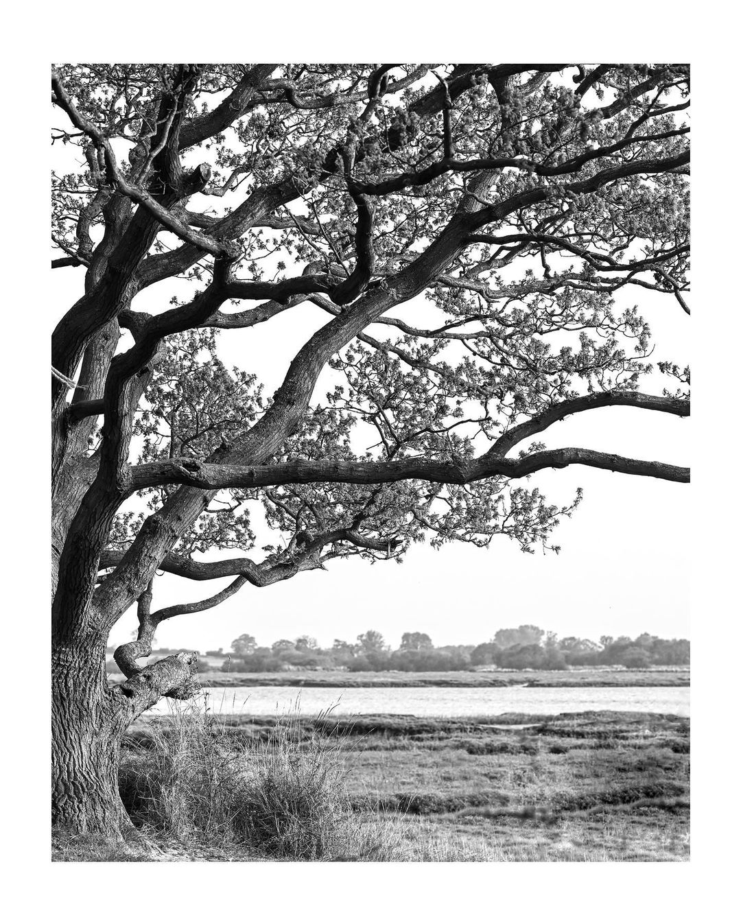 Arlesford Creek - Jo Phillips