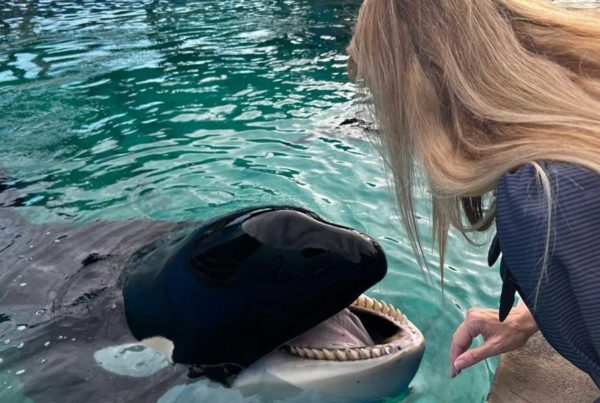 commissioner-regaldo