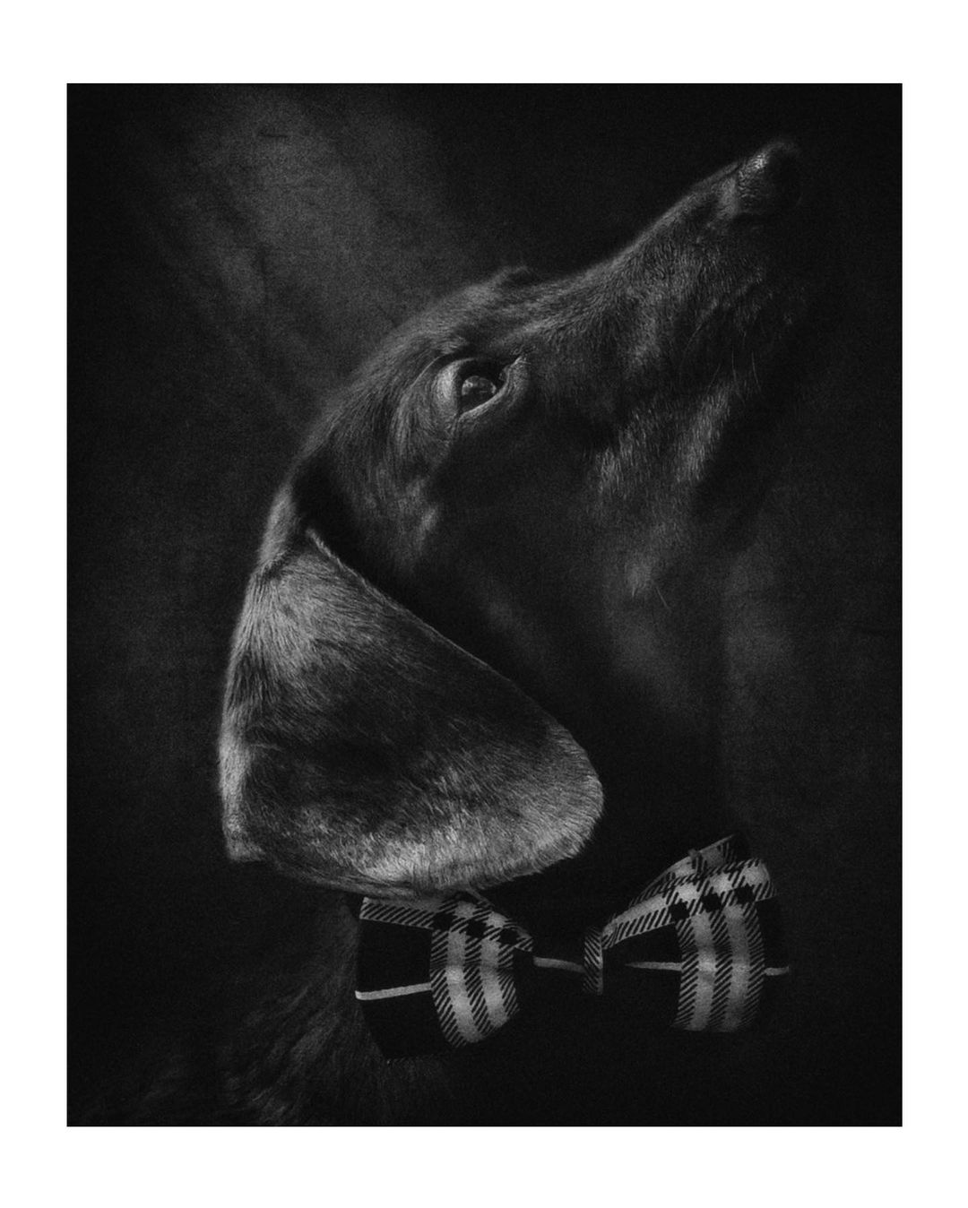 dogshow-3