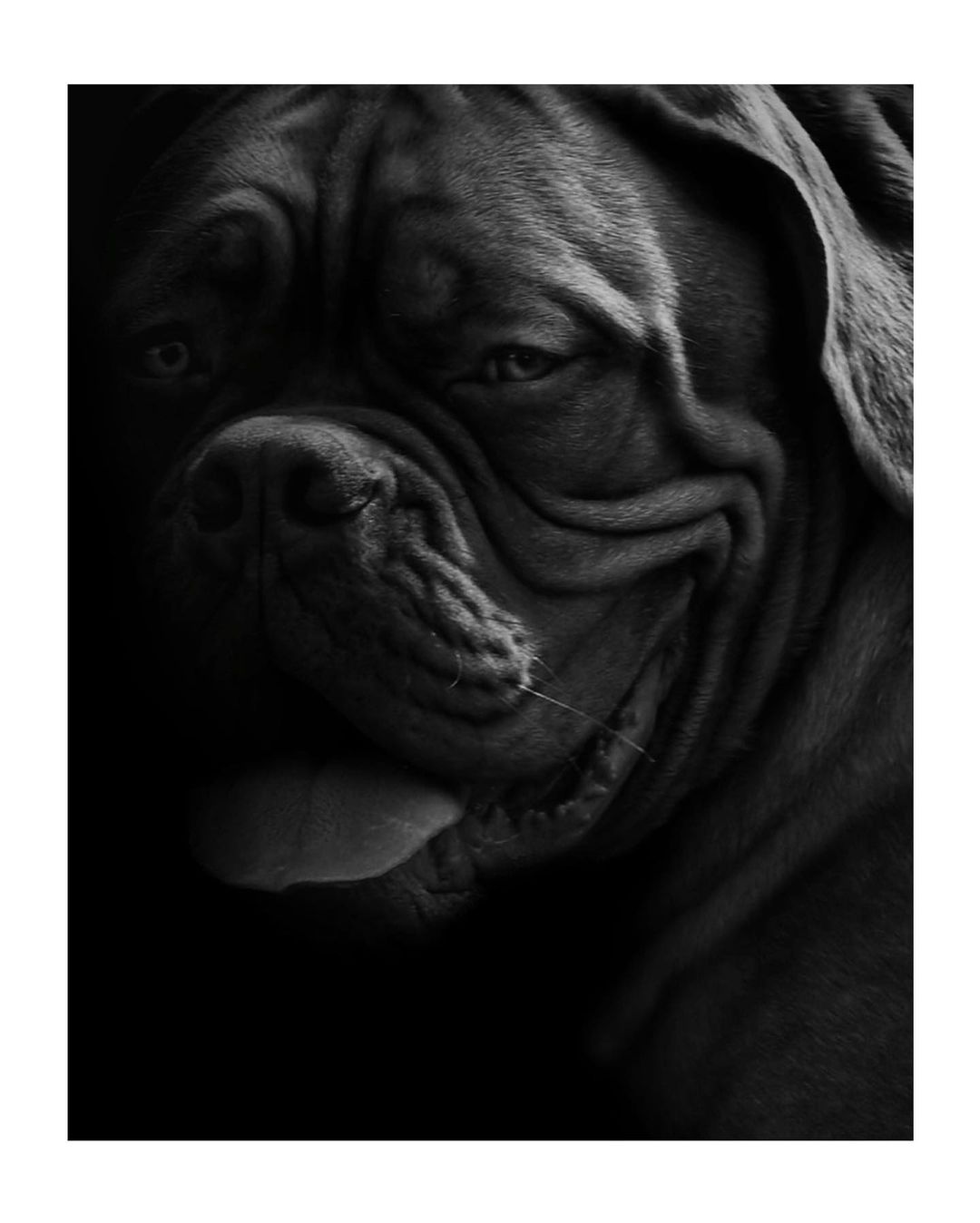 dogshow-4