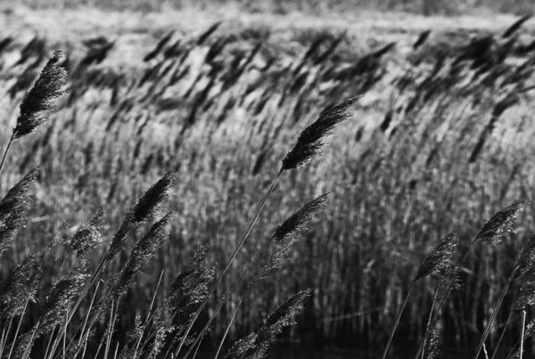 reeds