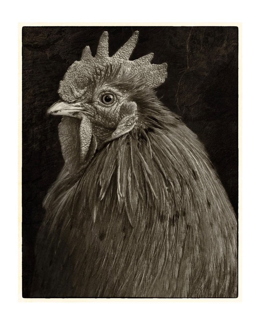 rooster-2