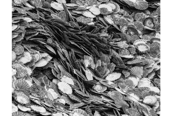 Scallop shells by Jo PHillips