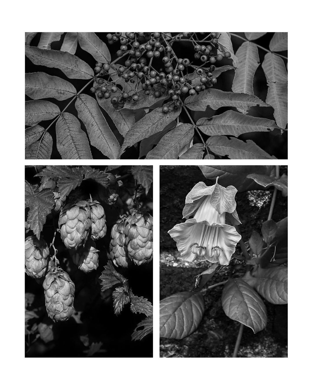 August 25 -September 1 Walking Diary Snaps
