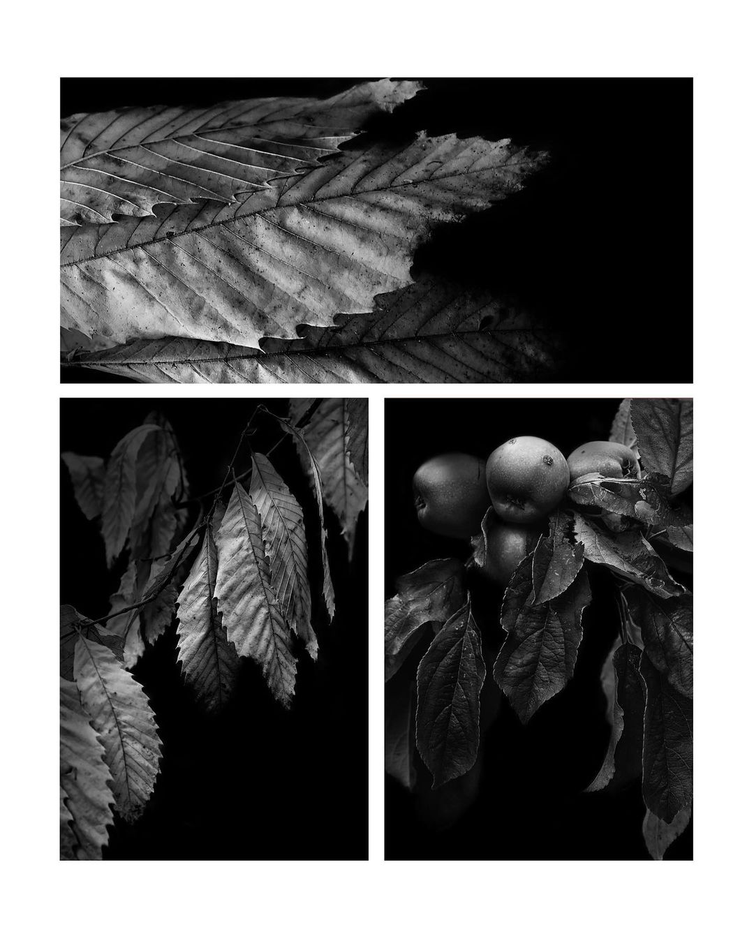 August 25 -September 1 Walking Diary Snaps